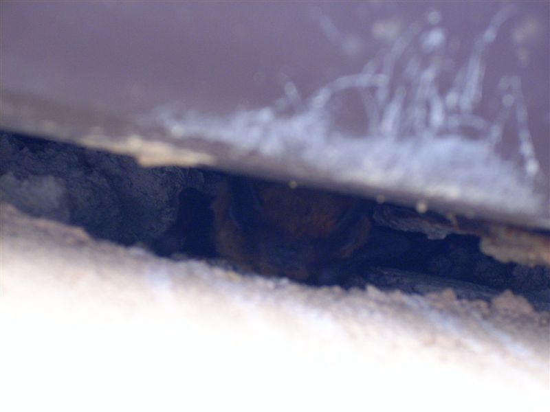 Pipistrelli
